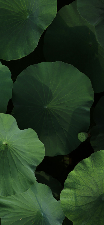 Large Green Lotus Leaves in Natural Light Wallpaper