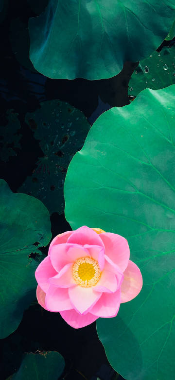 A fresh and natural pink lotus phone wallpaper