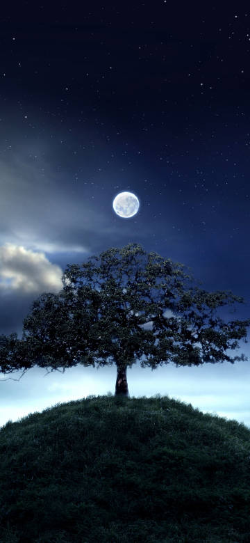 A big tree on a quiet starry night phone wallpaper