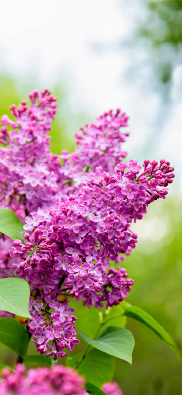 Fresh blooming lilac flowers phone wallpaper