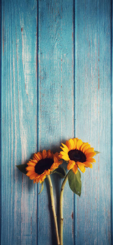 Two sunflowers on a board phone wallpaper