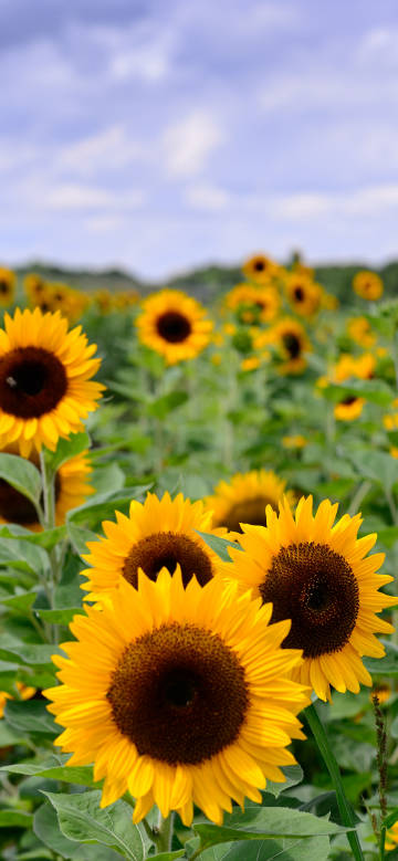 A sea of lush sunflowers