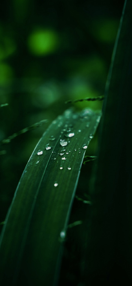 Fresh water droplets on green leaves in the morning phone wallpaper