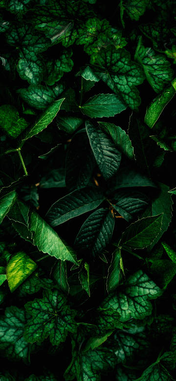 Dark green leaves and dew drops 4K Phone Wallpaper Dark green leaves and dew drops 4K Phone Wallpaper