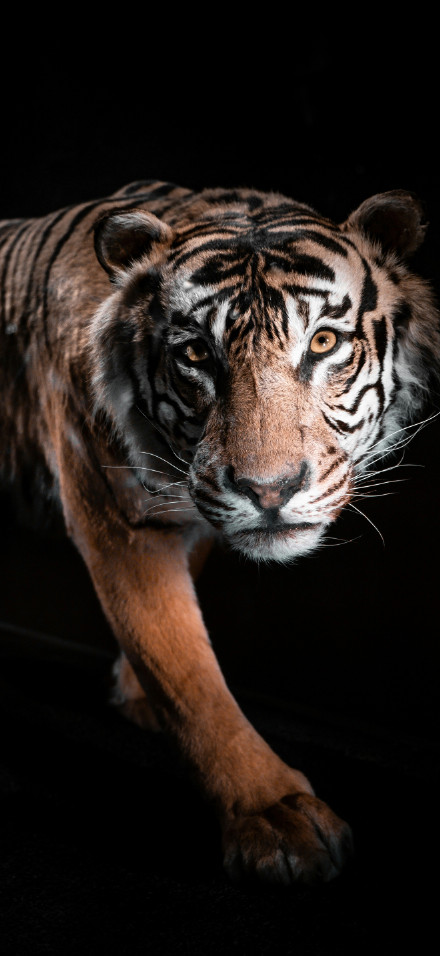 Majestic posture of the tiger phone wallpaper