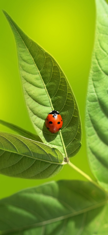 Red Ladybug on Green Leaf 4K Phone Wallpaper