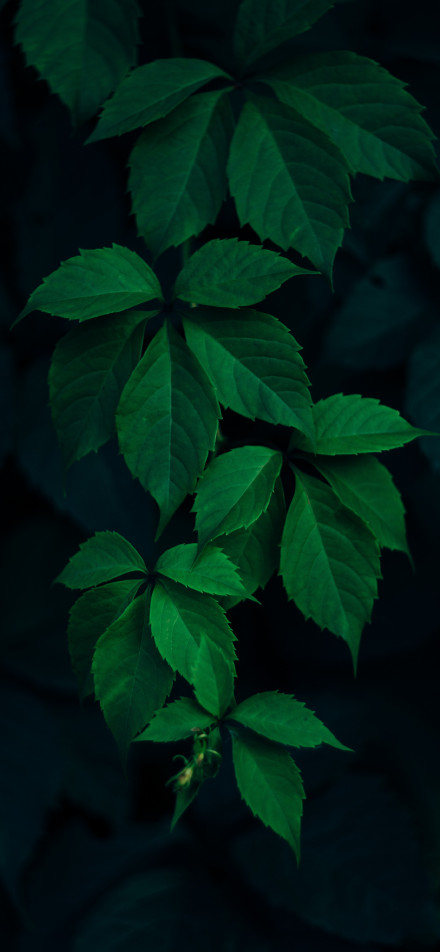 Dark Green Leaves Aesthetic Wallpaper