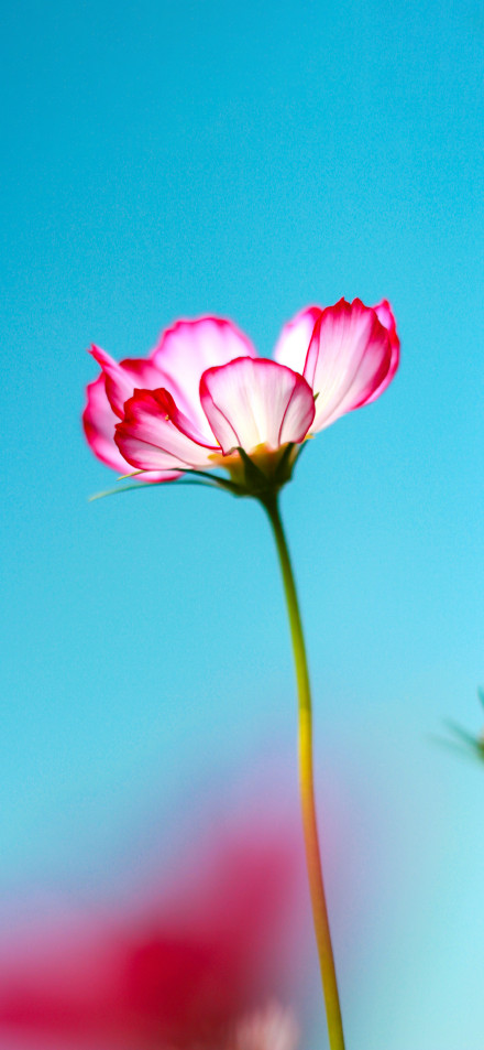 Charming pink flowers on a minimalist blue background