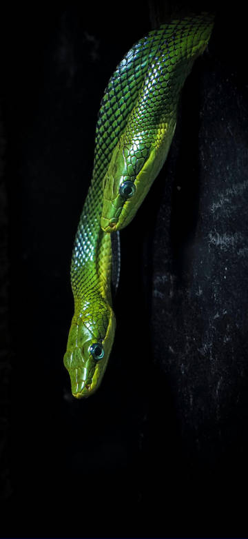 Portrait of Two Vibrant Green Snakes in Darkness