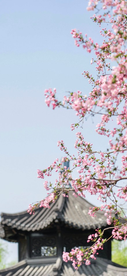 Spring Cherry Blossoms Over Classic Pavilion 4K Wallpaper