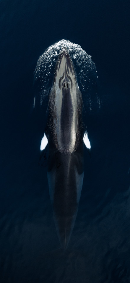 Top-Down Shot of a Whale Breaching the Surface
