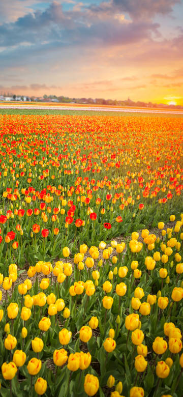 Colorful Dutch tulip field wallpaper