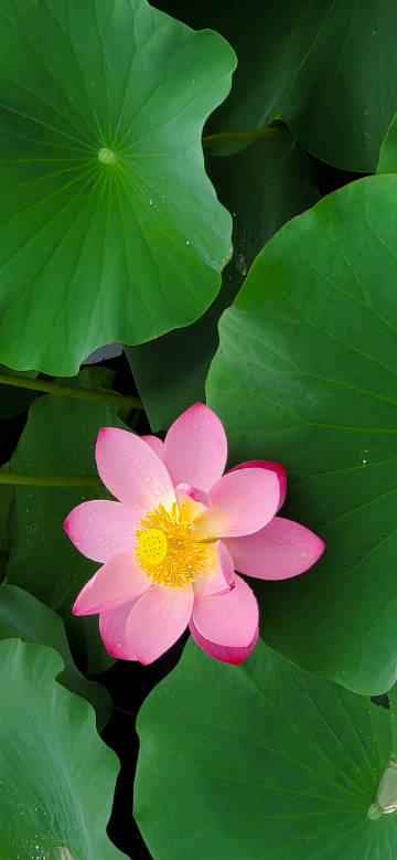 Dew drops on pink lotus phone wallpaper