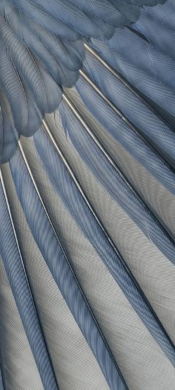 Close-up of Delicate Blue-Grey Feathers