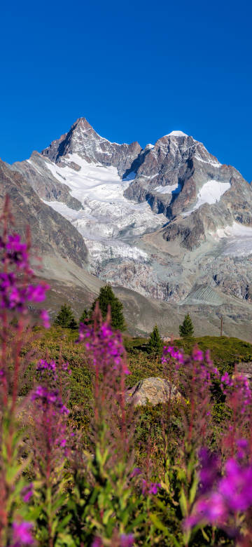 Snowy mountains and purple wildflowers under the blue sky phone wallpaper