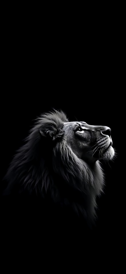 Majestic Lion Looking Up In The Dark 4K Wallpaper