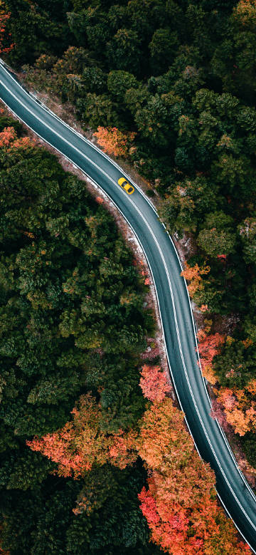 Winding path in the forest phone wallpaper