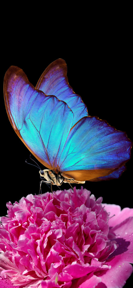 Blue Butterfly on Pink Flower 4K Wallpaper