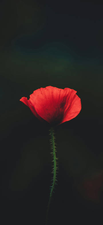 Latest Wallpaper 1