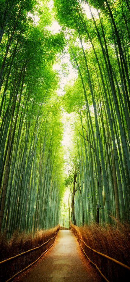 Arashiyama Style Bamboo Forest Scene in Kyoto, Japan