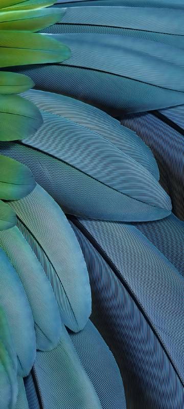 Blue and green interwoven bird feathers phone wallpaper