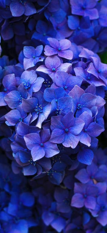 Blue hydrangea with fresh colors and clustered petals phone wallpaper