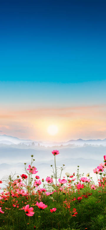 Blue Sky and Orange Sunrise Light Over Flower Field
