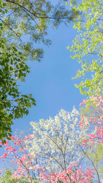 Looking Up at Spring Sky: Colorful Treetops Wallpaper