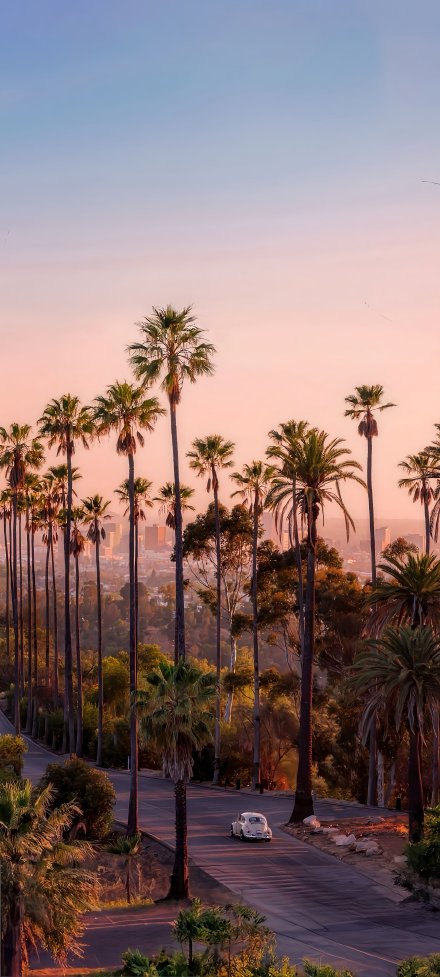 LA Palm Trees Sunset City View Phone Wallpaper