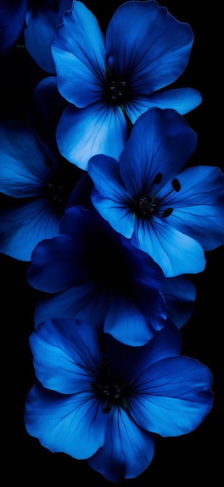 Beautiful blue flowers dark background wallpaper