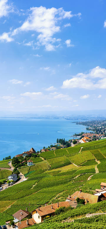 Switzerland Lavaux vineyard terraces landscape phone wallpaper