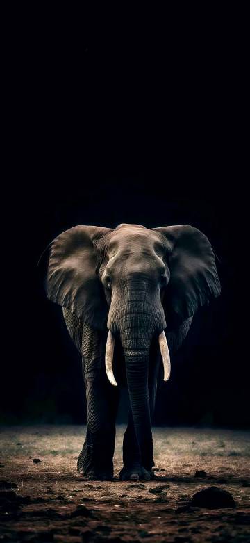 An elephant walking in the dark phone wallpaper