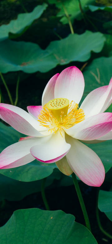 Blooming lotus and green lotus leaves phone wallpaper