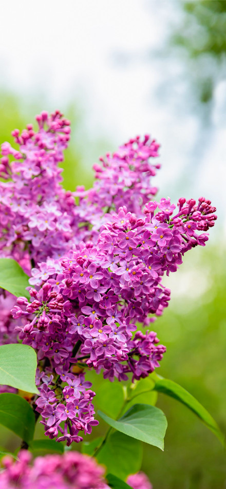 Fresh blooming lilac flowers phone wallpaper