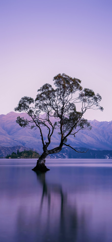 Dark tree in the middle of a purple lake 4K wallpaper