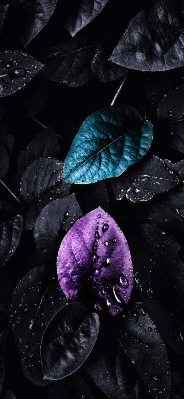 A few bright blue and purple leaves in dark foliage