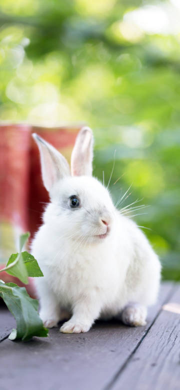 rabbit,cute,animal