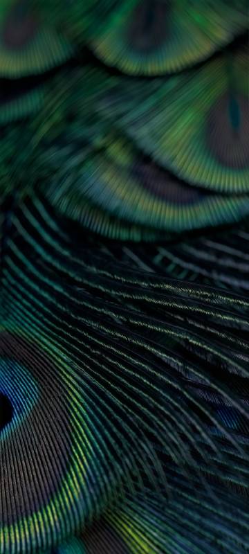 Gorgeous peacock feathers phone wallpaper