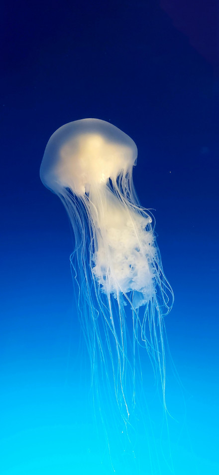 Underwater jellyfish deep blue background 4K Phone Wallpaper
