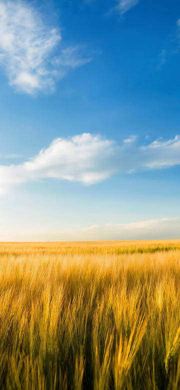 Healing scenery of wheat fields under clear sky phone wallpaper