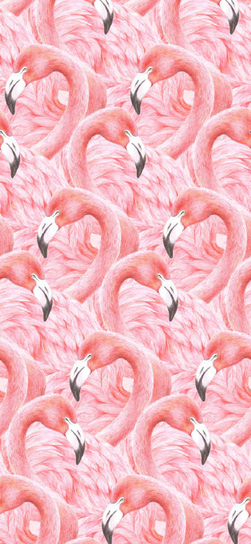 The Screen is Full of Flamingo Pattern Background HD Wallpaper
