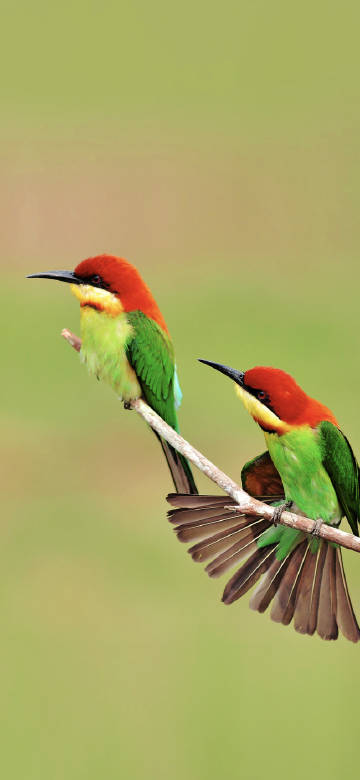 Colorful birds perched on branch phone wallpaper