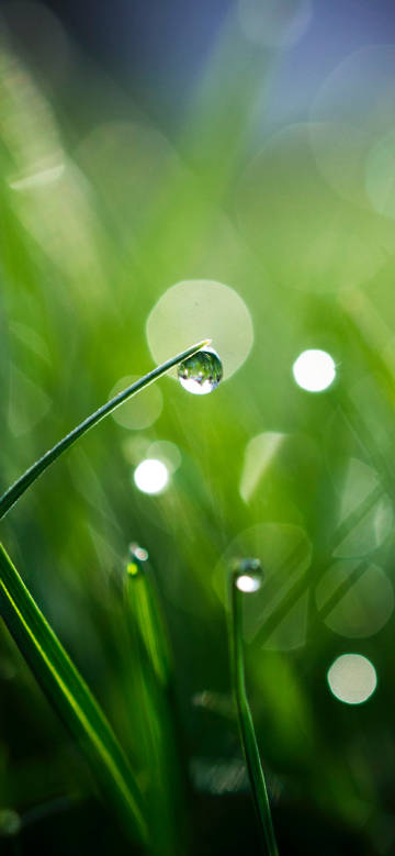 Morning water droplet on grass phone wallpaper