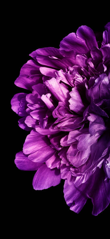 Gorgeous elegant purple peony on black background phone wallpaper
