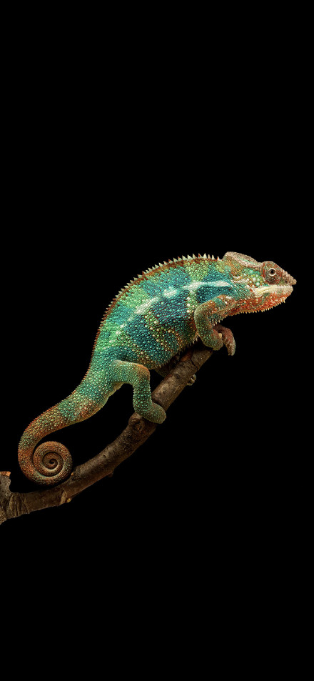 Colorful chameleon on branch phone wallpaper