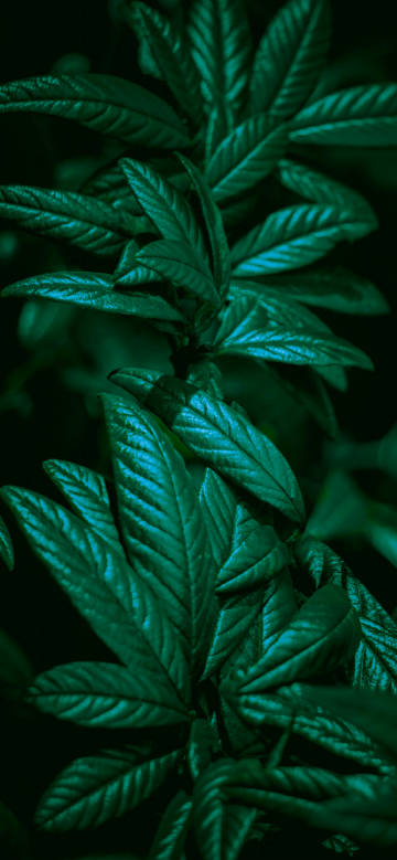 Dark Green Leaves Under Shadow 4K Phone Wallpaper