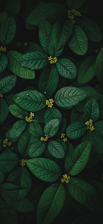 Close up of texture on dark green leaf phone wallpaper