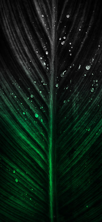 A dark green leaf with crystal water droplets