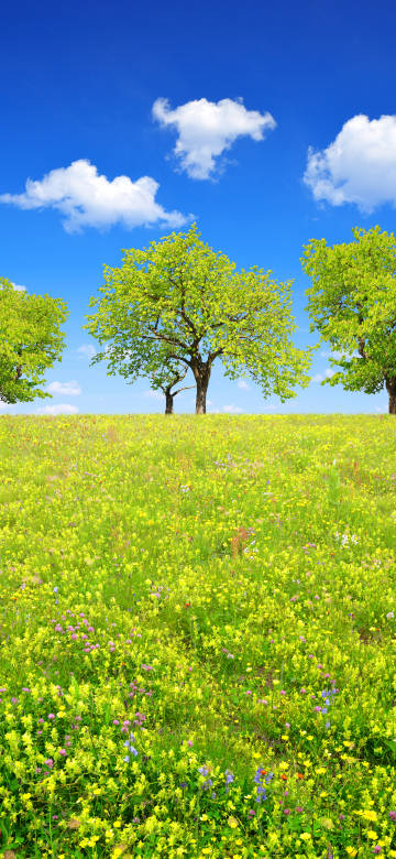 Bright Green Field With Trees 4K Phone Wallpaper Bright Green Field With Trees 4K Phone Wallpaper