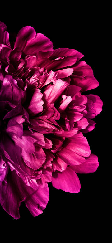 Gorgeous flower against a black background phone wallpaper